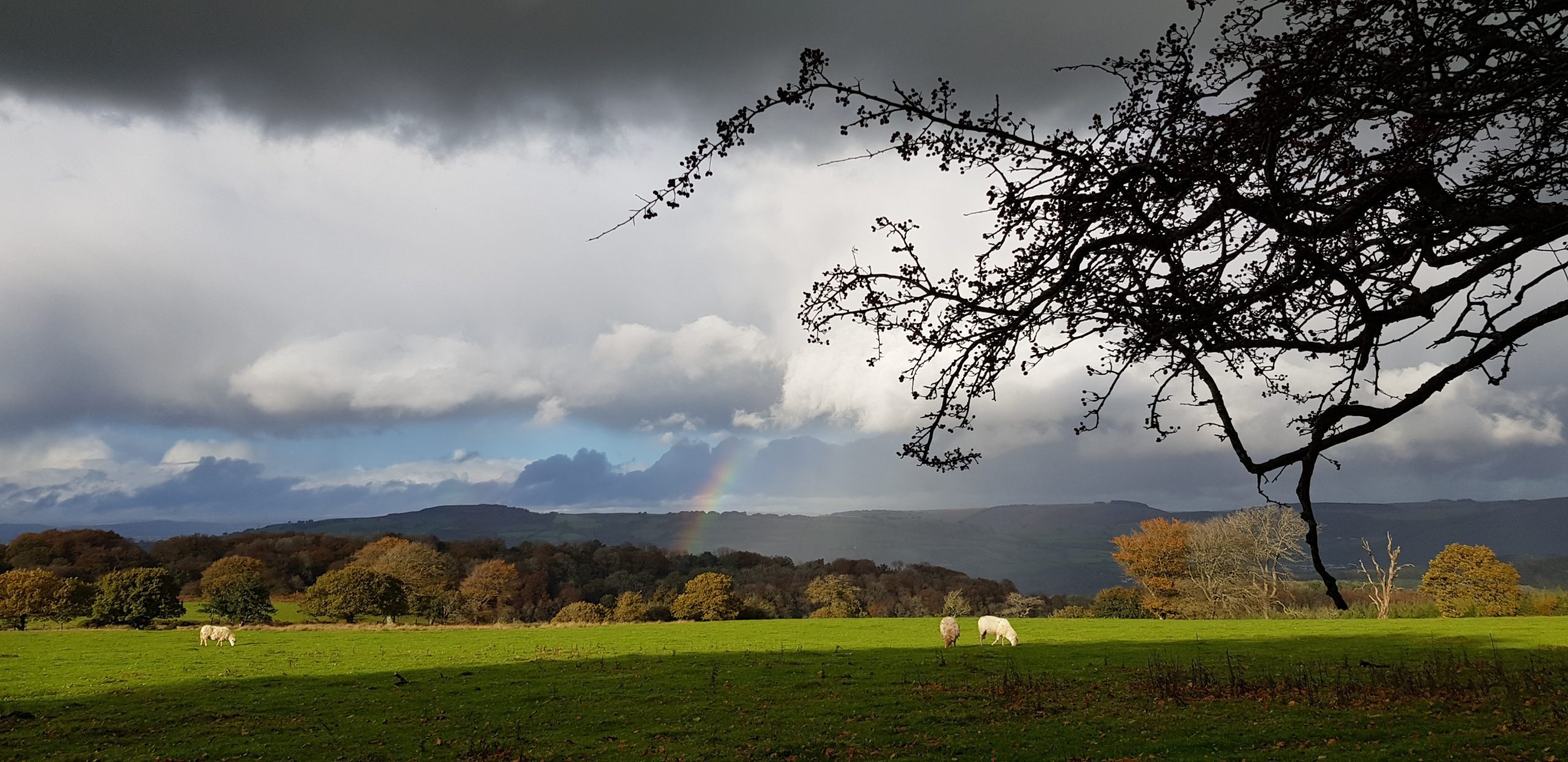 Rachel Draper Memorial Walk